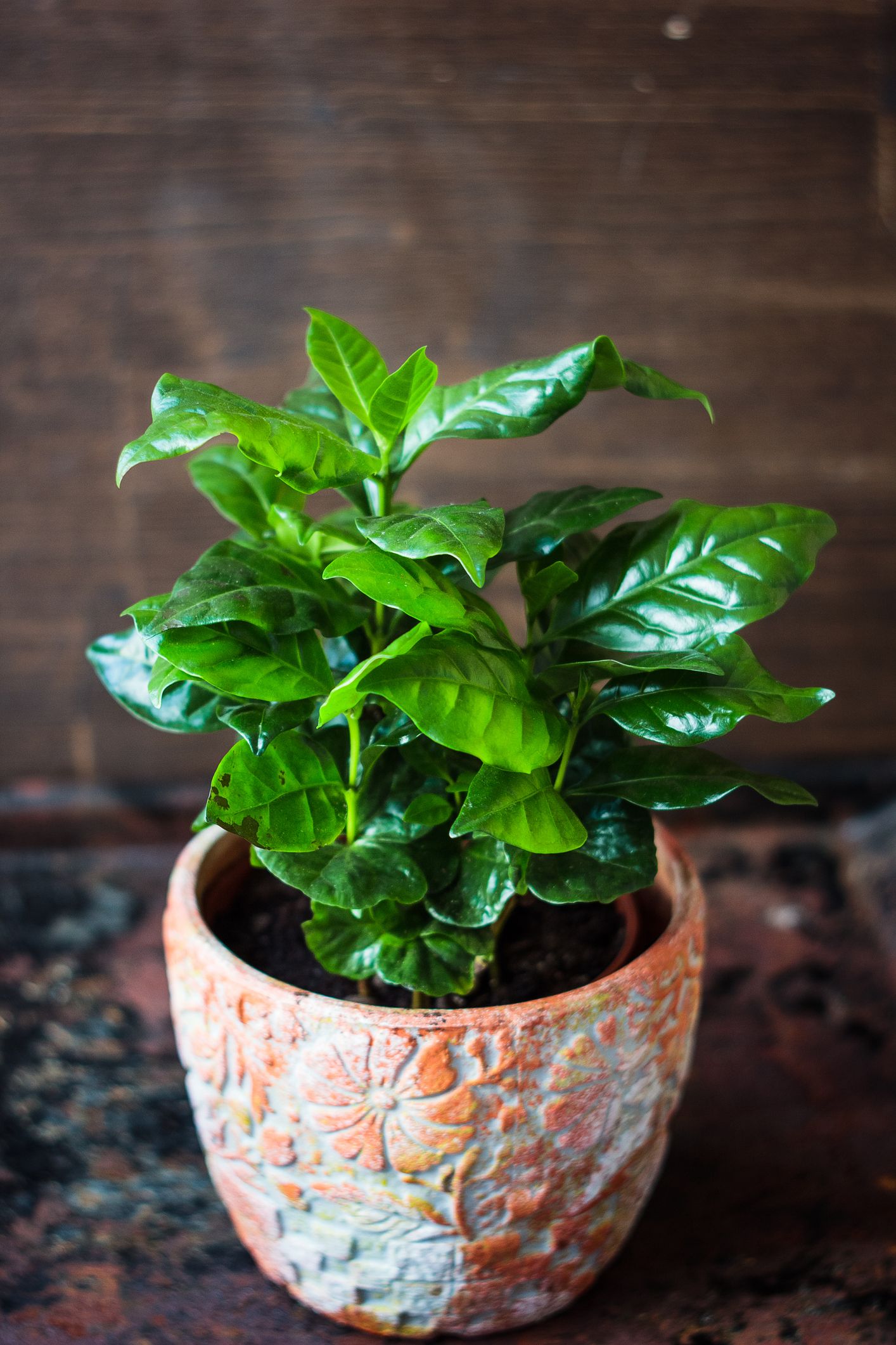 35 Best Indoor Plants Good Inside Plants For Small Space Gardening