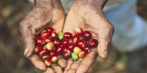 Coffee Seeds In Cuba -