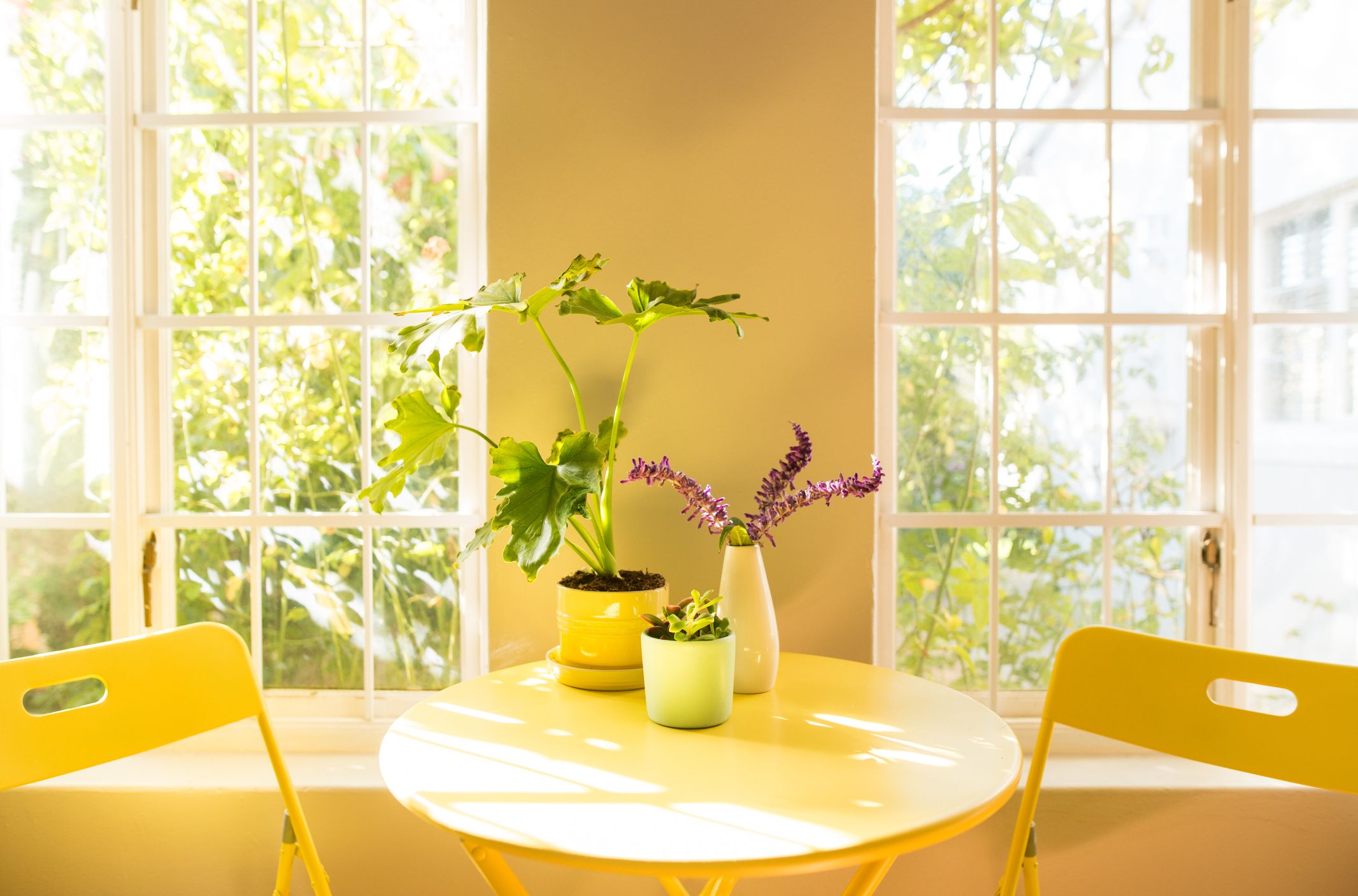 8 Benefits Of Indoor Plants How Houseplants Improve Your Health,2 Bedroom 700 Square Foot House Plans