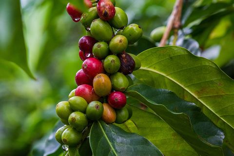 coffee trees are perennial dicots