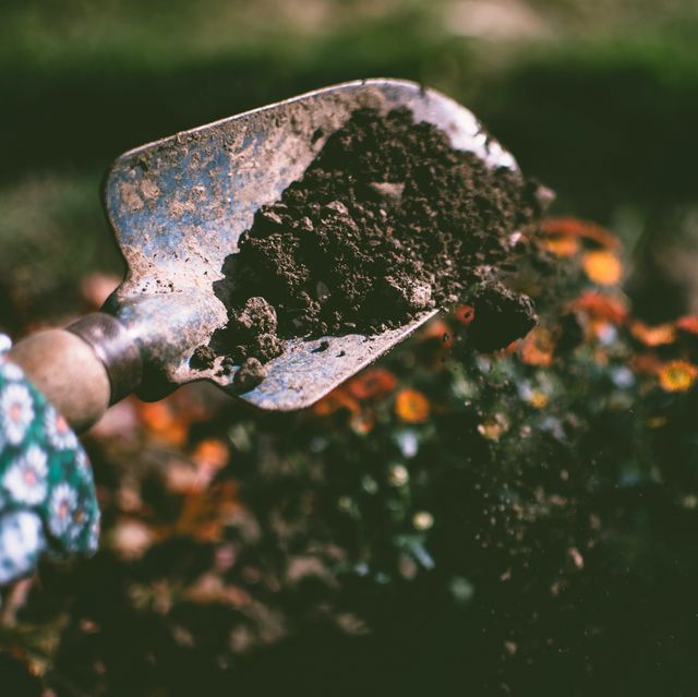 5 easy ways to use coffee grounds in the garden