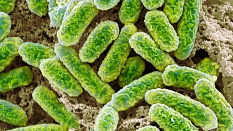 Gaan bacteriën het klimaatprobleem opeten?