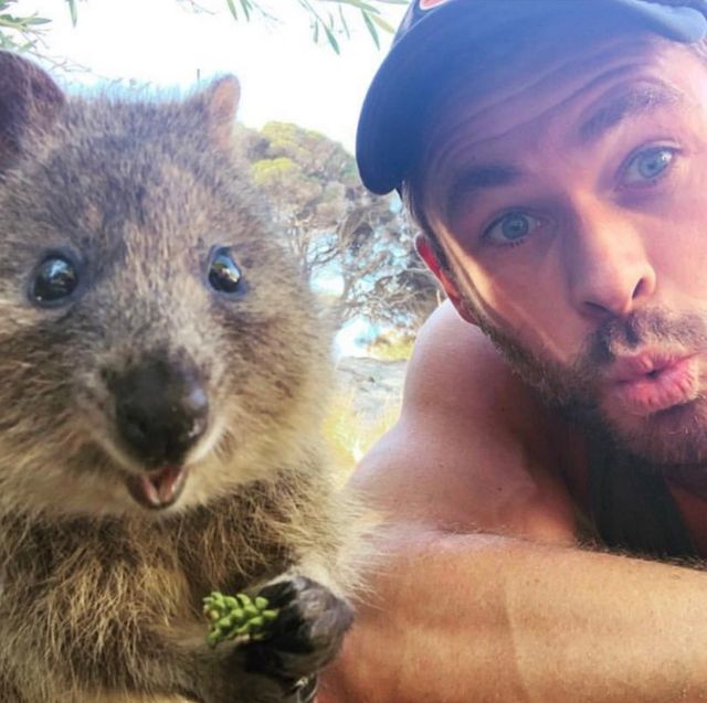 跟雷神索爾自拍的這隻「會微笑」的小動物不是松鼠啦！可以到澳洲Quokka Island 找他們玩！