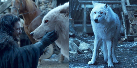 冰原狼「Ghost 白靈」是《冰與火之歌》第8季最讓人心疼的角色！盤點那些「還活著的狼」到底都去哪了？
