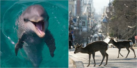 新冠肺炎隔離後的地球！義大利水城驚見天鵝和海豚，奈良鹿、野豬寶寶跑到市區覓食！