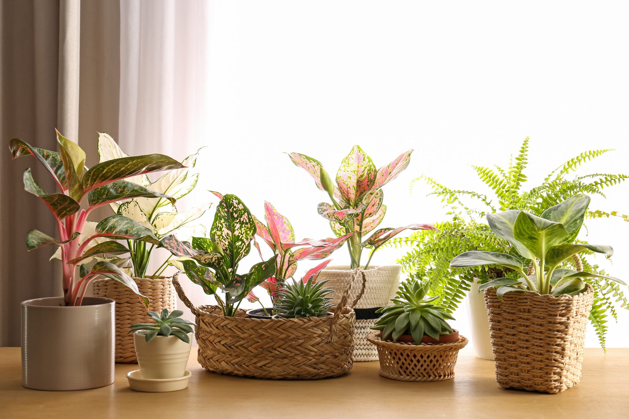 30 Best Indoor Plants Anyone Can Keep Alive—No, Really