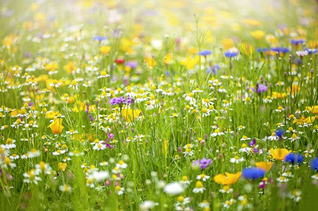 a collection of wildflowers in a meadow in the hazy summer sunshine