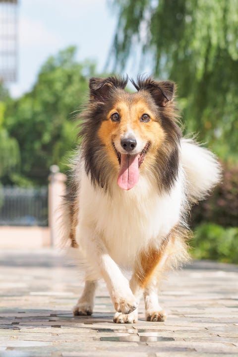 Dog, Mammal, Scotch collie, Vertebrate, Dog breed, Canidae, Shetland sheepdog, Australian collie, Rough collie, Collie, 