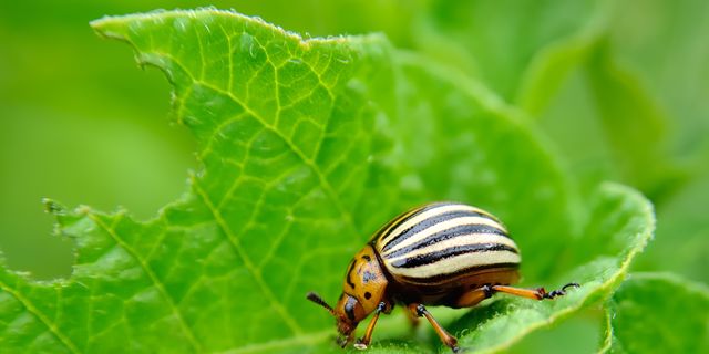 10 Most Destructive Garden Pests How To Keep Common Bugs Out Of