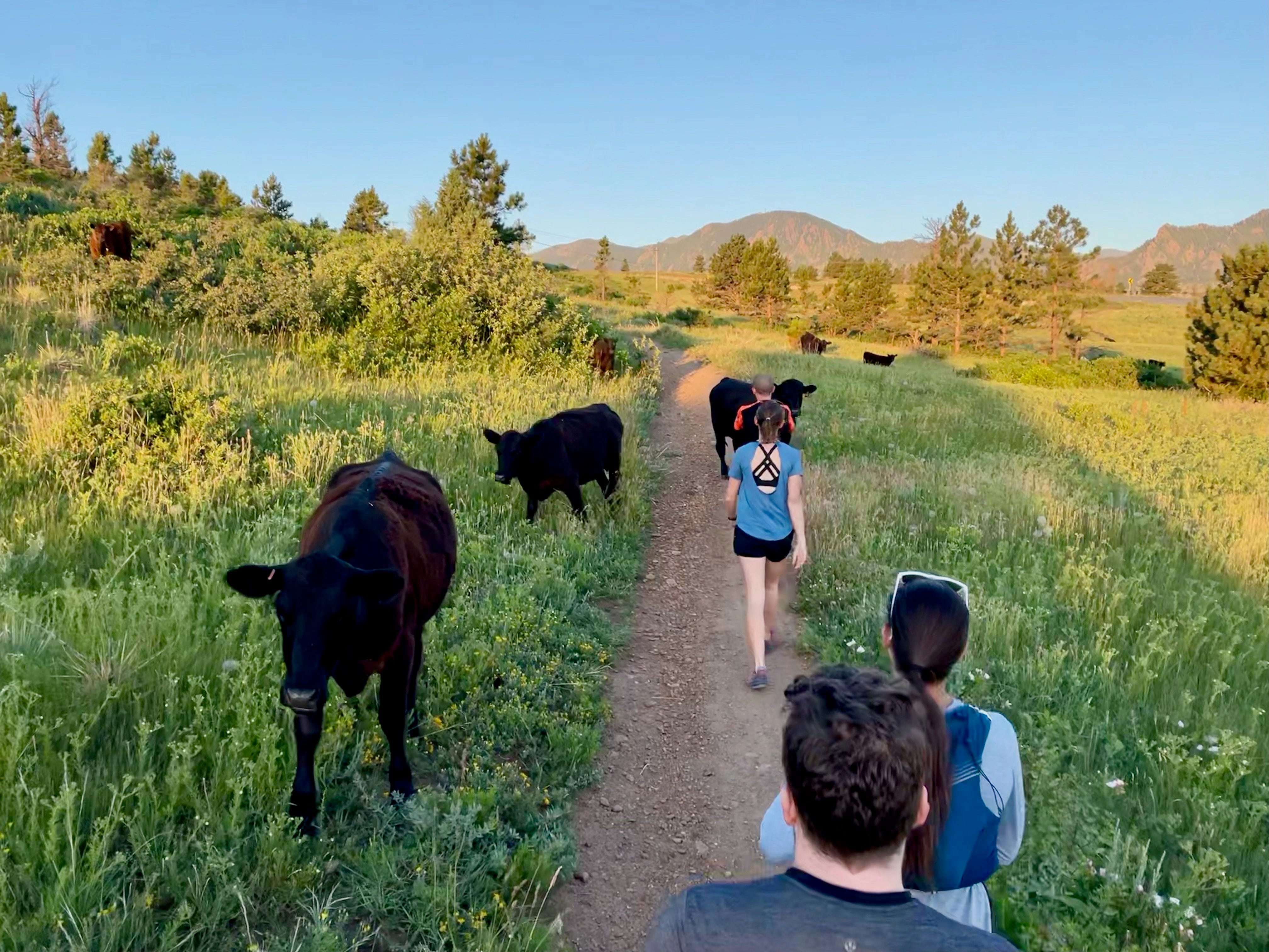 Runner Hospitalized After Being Attacked by Cows on Colorado Trail
