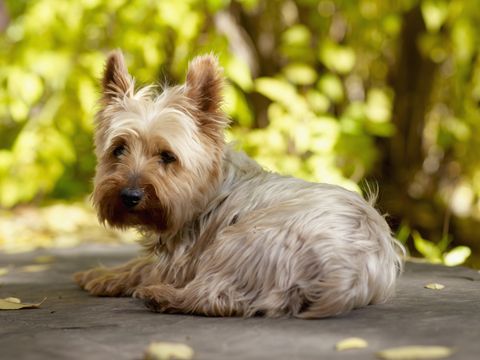 yorkshire terrier lying down and looking at camera