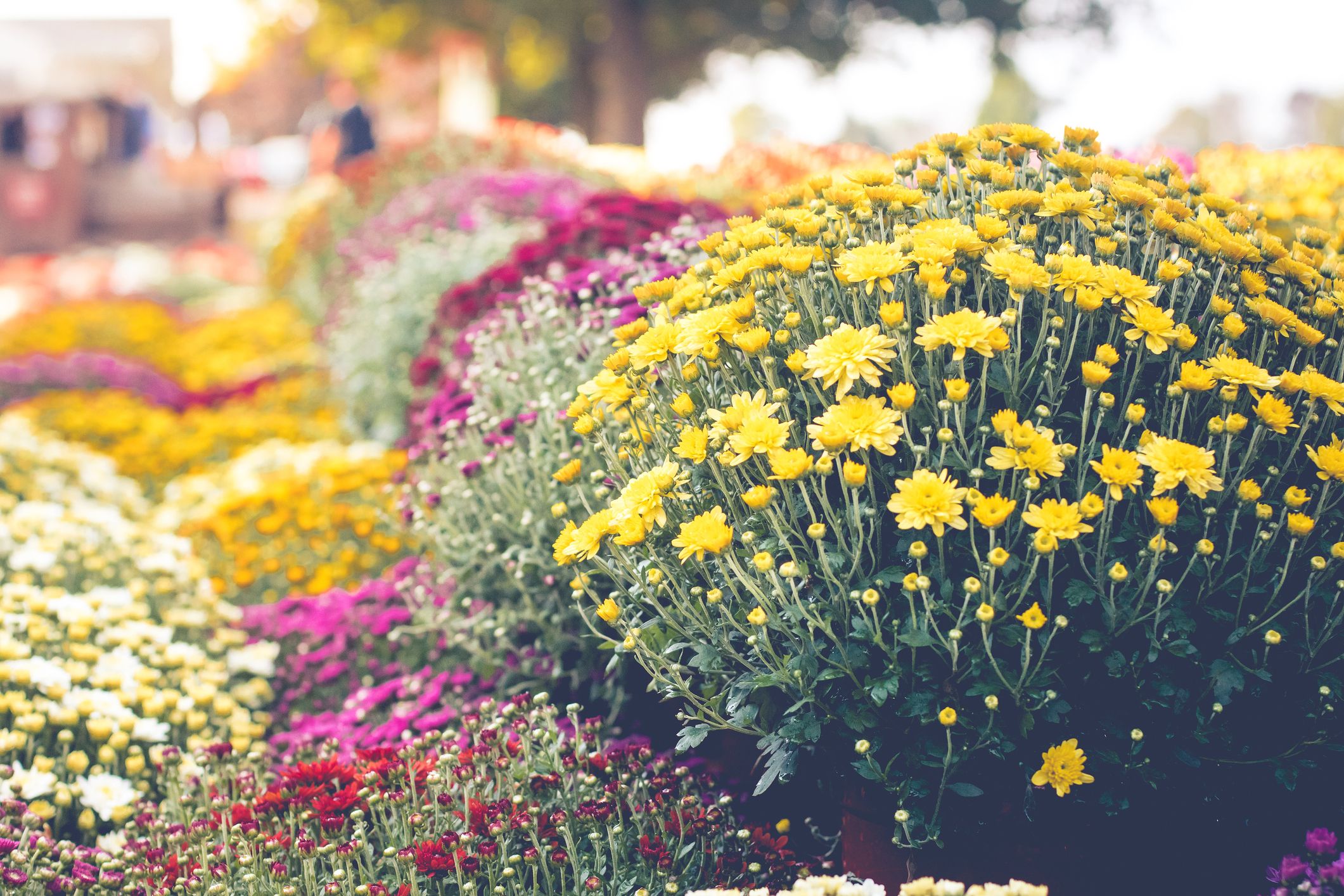How to Plant Chrysanthemums   Best Time to Plant Mums