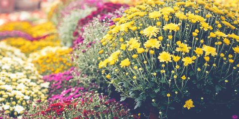 Colorful Chrysanthemums in Autumn