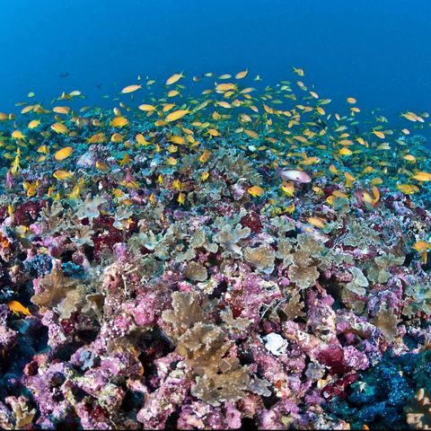 サンゴが絶滅の危機 80年以内に滅亡する可能性があると新研究が発表