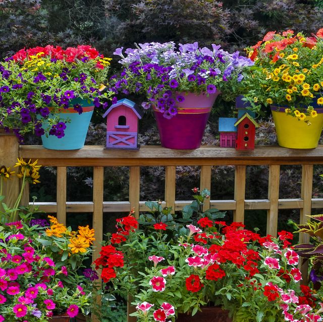 colorful flowers and pots