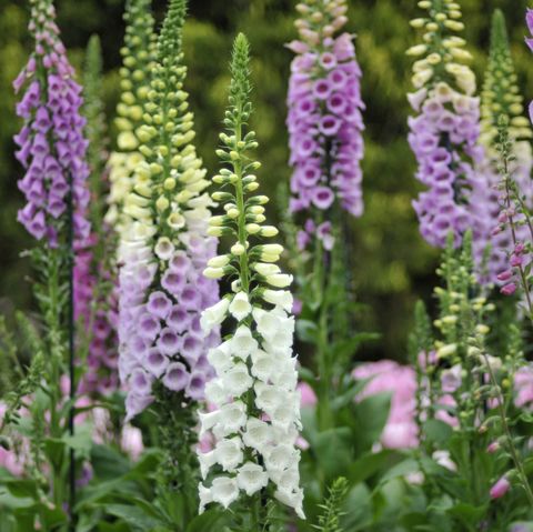 colorful foxgloves