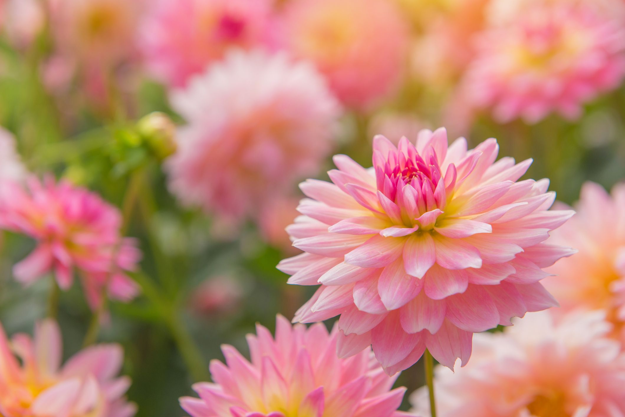30 best summer flowers - beautiful flowers that bloom all summer