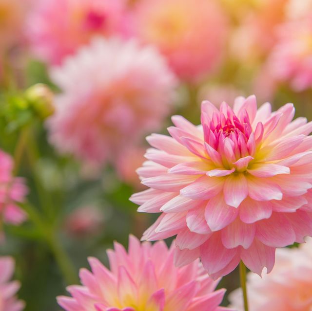30 Best Summer Flowers - Beautiful Flowers That Bloom All ...