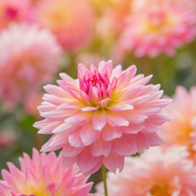 colorful-of-dahlia-pink-flower-in-beauti