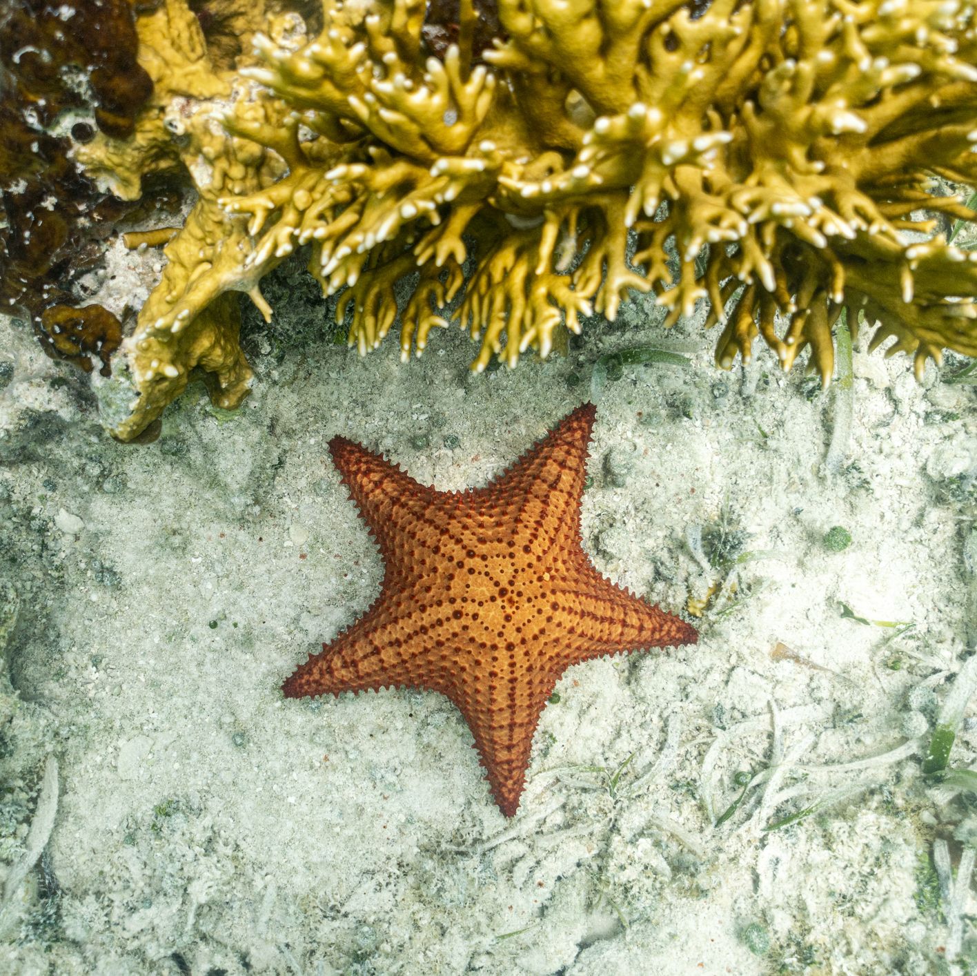 A Study Says Starfish Are Basically Walking Heads, and Literally Nothing Else