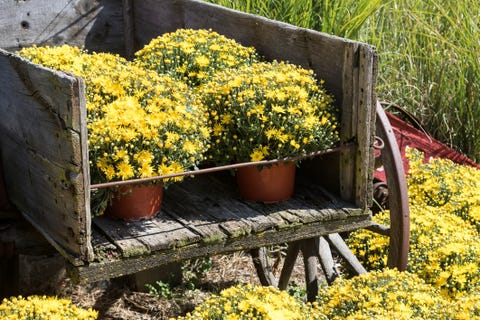 Colorful Yellow Chrysanthemums in an old Cart Autumn