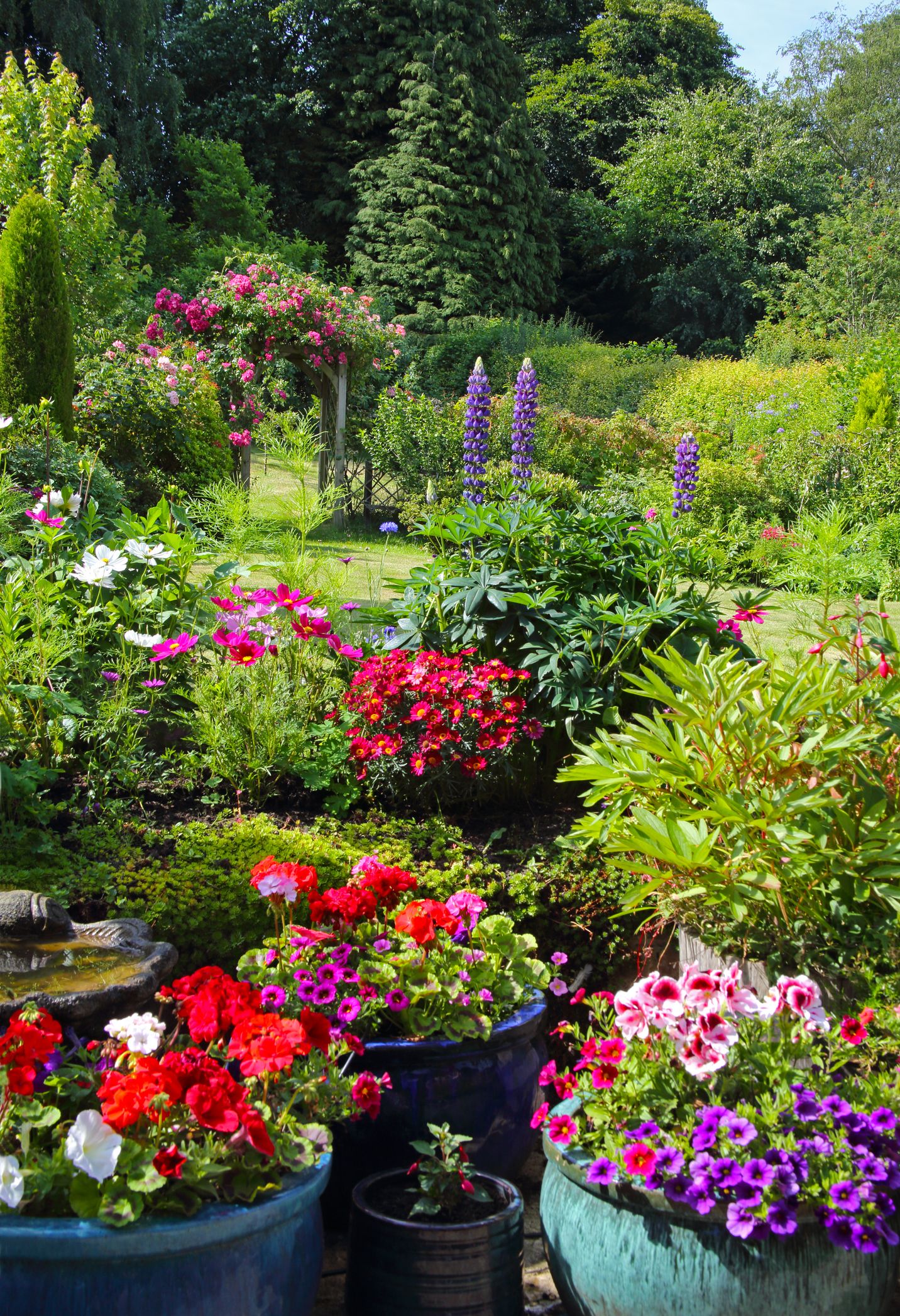 Hardy Geranium-Essential Cottage Garden Collection Seed Mix Free p/&p