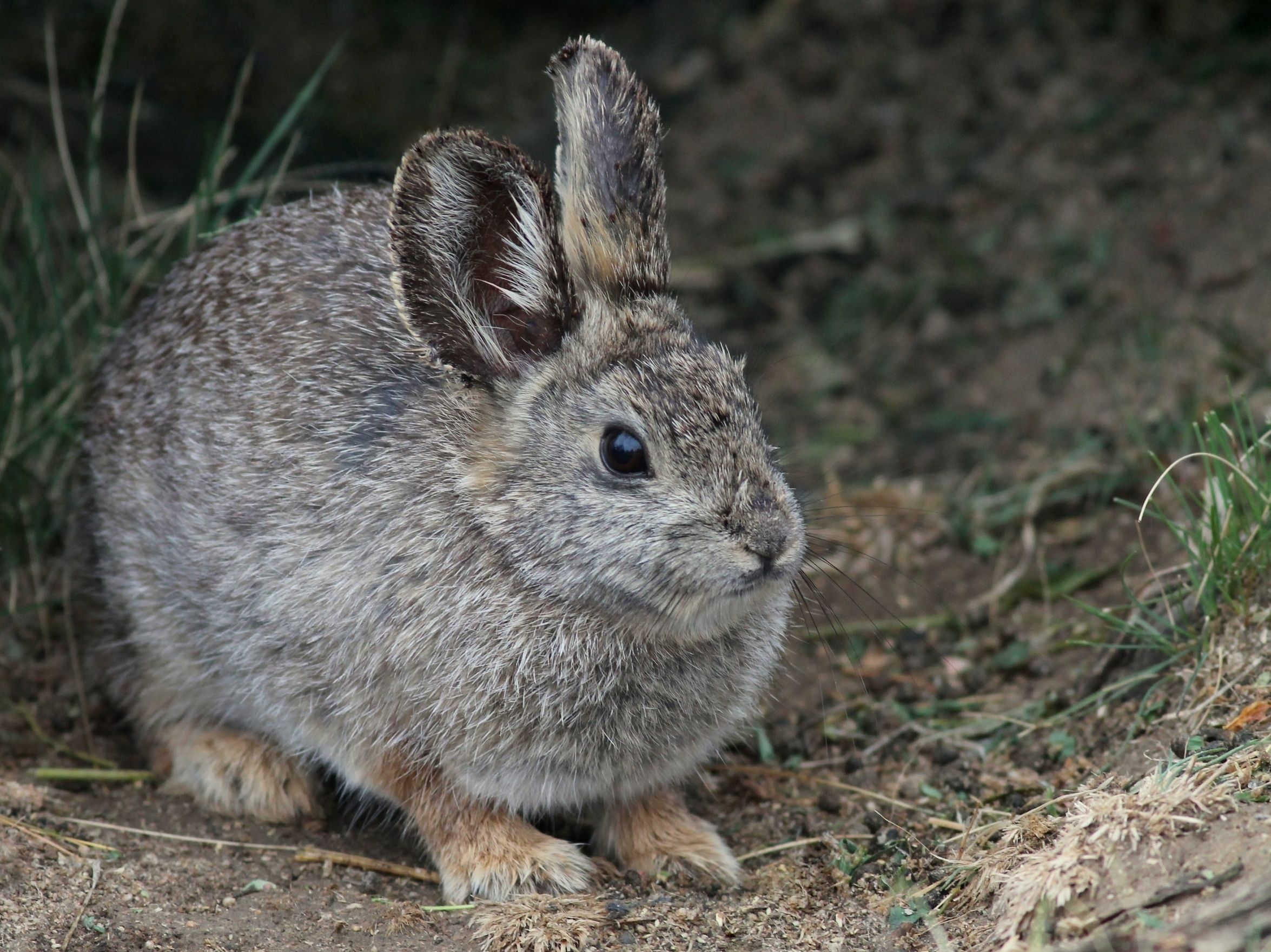 15 Smallest Animals in the World — What Is the Smallest Animal in the World? 15 Smallest Animals in the World — What Is the Smallest Animal in the World?