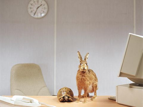 Hare, Rabbit, Rabbits and Hares, brown hare, Wall clock, Domestic rabbit, Audubon's Cottontail, Home accessories, wood rabbit, Black tailed jackrabbit, 