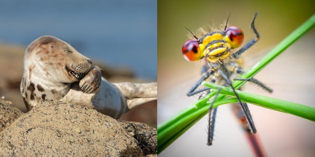 2021 comedy wildlife finalists