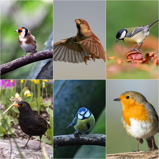 common british birds