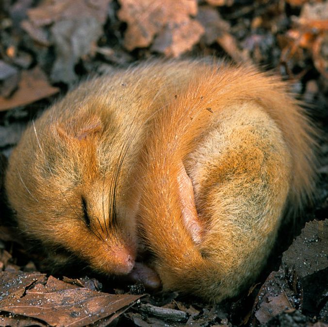 Why Scientists Want to Unlock the Health Secrets of Hibernating Animals