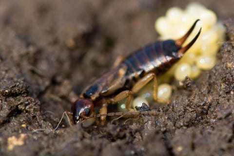 Common earwig (Forficula auricularia) with eggs Common earwig (Forficula auricularia) with eggs