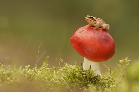 Common frog (Rana temporaria) and the mushroom