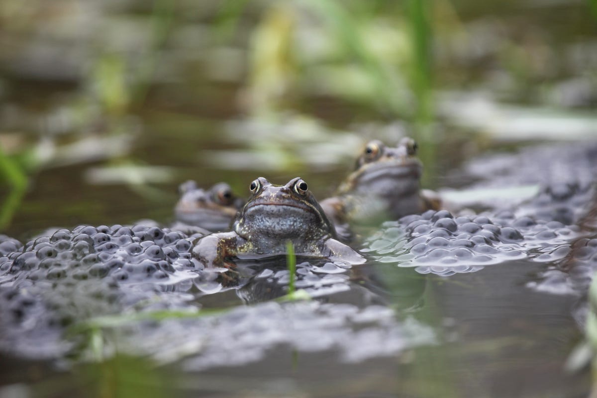 Is The Frog Pond Open On Christmas Day 2022 Frogspawn — When Do Frogs Spawn? And Care Tips