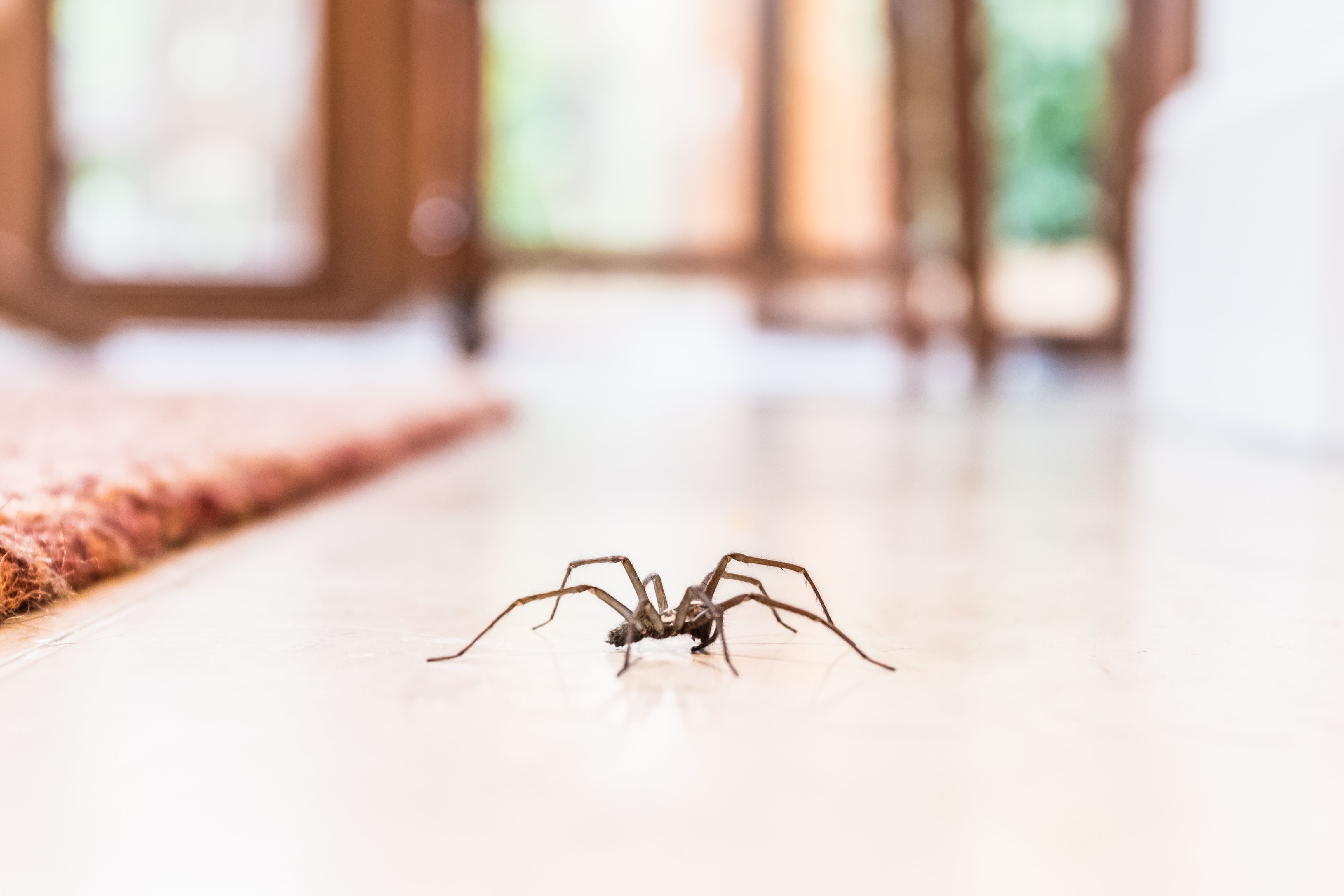 types of house spiders ontario