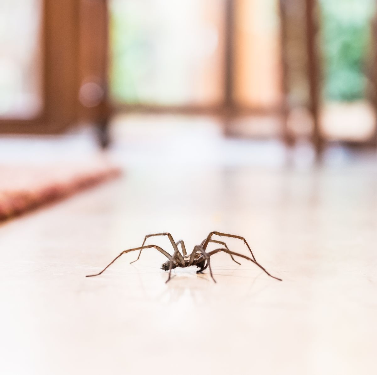 Introducir 73+ imagen arañas que habitan en las casas