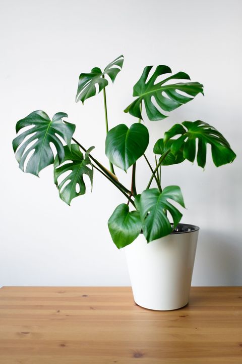 monstera plant in white pot