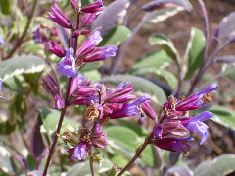 Common sage photo