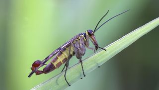 Common scorpion fly, Panorpa communis, male, on a reed stalk, Hesse, Germany
