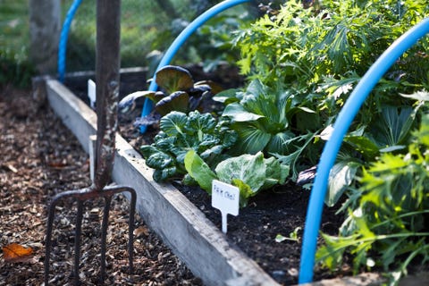 community-gardening-in-allotments-at-preston-park-brighton-1524436261.jpg