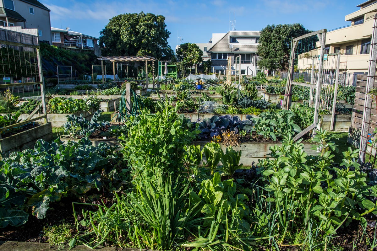 5 Allotment Ideas For Beginners Allotment Garden Ideas