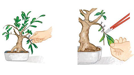 cómo guiar y dar forma a un bonsái