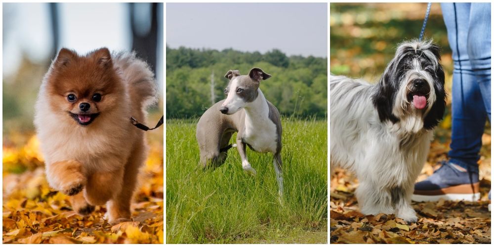 12 Best Dog Breeds To Help Tackle 