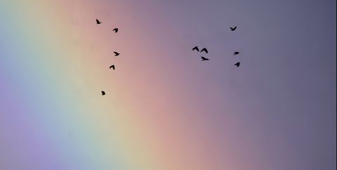 japanese tori gatecomposite image rainbow and birds