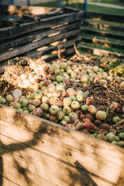 rotten apples on a compost heap