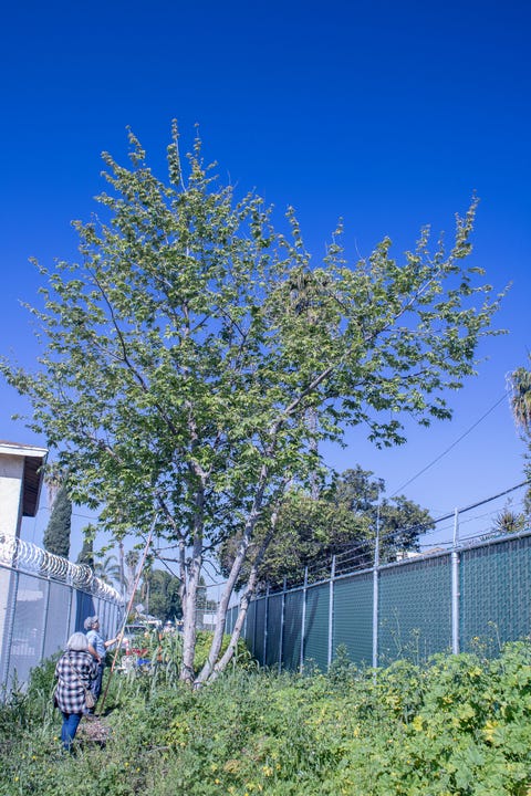 A Tree Grew in Compton