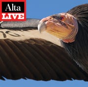 Alta Live: Flight of the Condors alta live flight of the condors