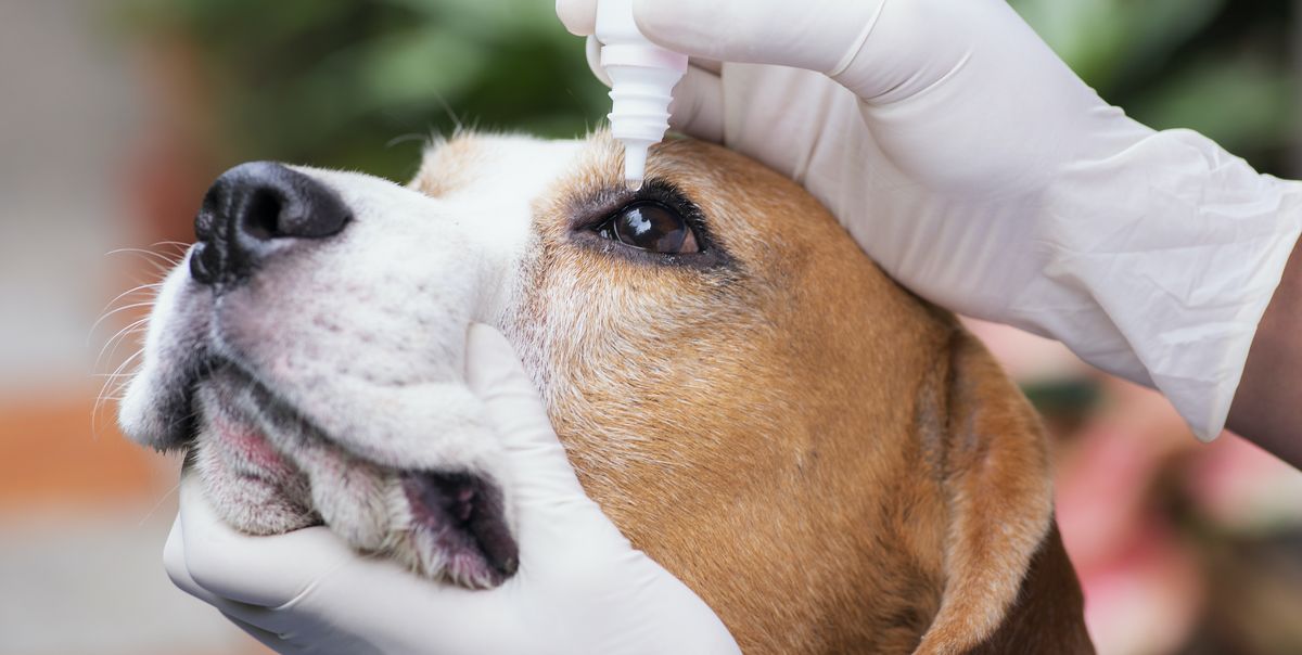 Conjunctivitis in dogs: 6 common symptoms to look out for