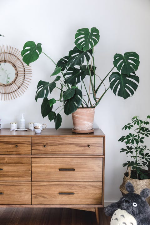 Green, Houseplant, Room, Leaf, Plant, Monstera deliciosa, Furniture, Wall, Interior design, Tree, 