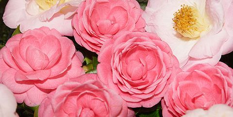 Flower, Flowering plant, Julia child rose, Garden roses, Rose, Rosa × centifolia, Floribunda, Petal, Pink, Rose family, 